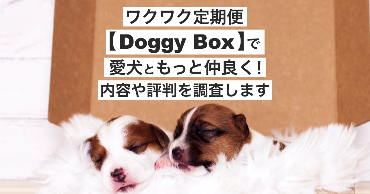 ワクワク定期便【Doggy box】TOP